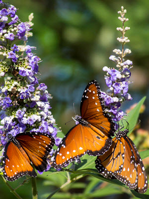 Transforming Travel Booking - Butterflies | Image Credit: don j schulte @ oxherder arts (cc|flickr)